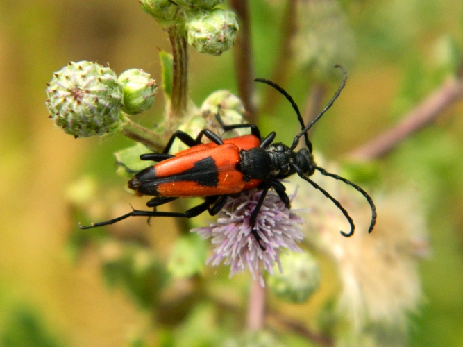 Stictoleptura cordigera